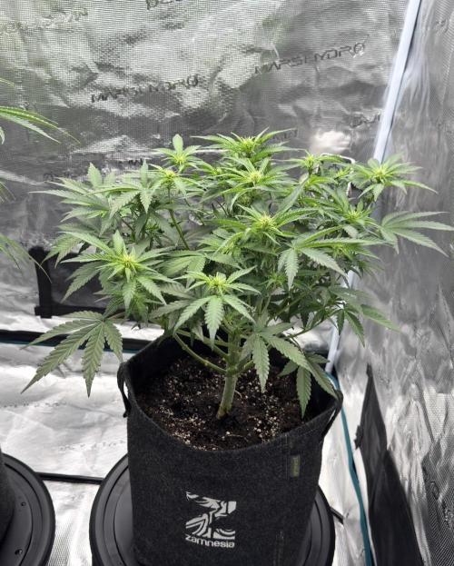 🍋 Haze Barney's Farm. Week 7