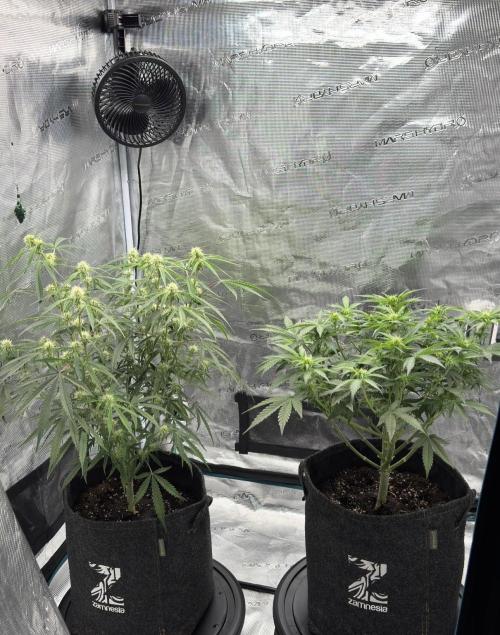 🍋 Haze Barney's Farm. Week 7