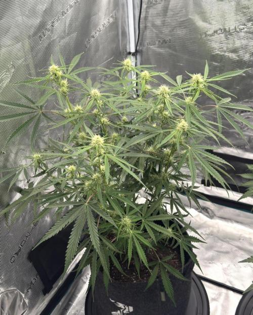 🍋 Haze Barney's Farm. Week 7