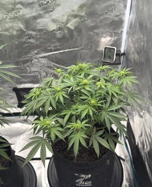 🍋 Haze Barney's Farm. Week 7