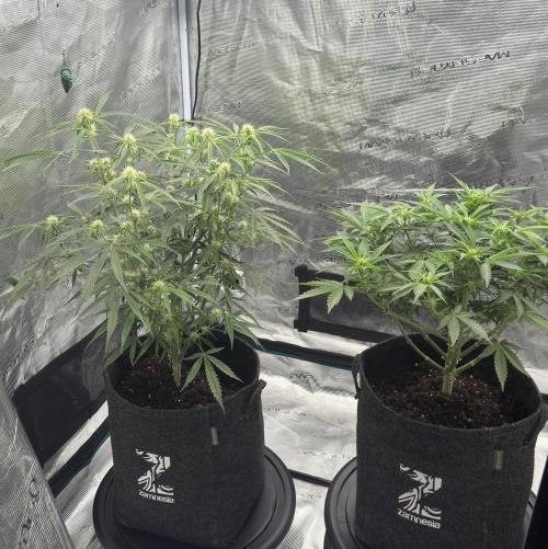 🍋 Haze Barney's Farm. Week 7