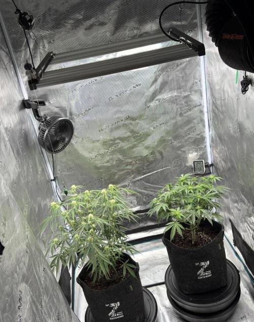 🍋 Haze Barney's Farm. Week 7