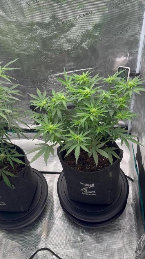 🍋 Haze Barney's Farm