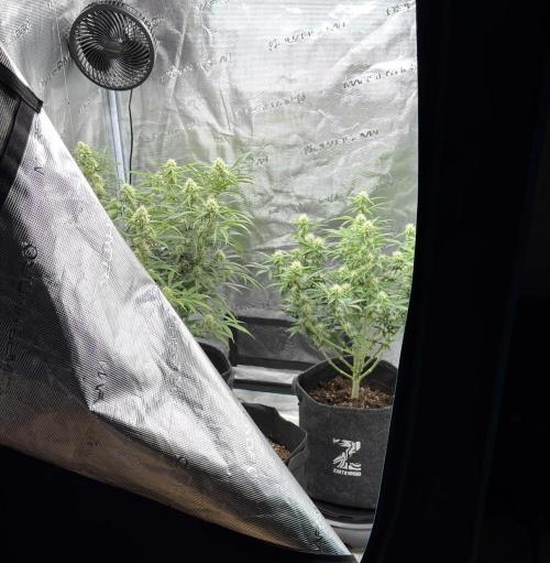 🍋 Haze Barney's Farm. Week 8