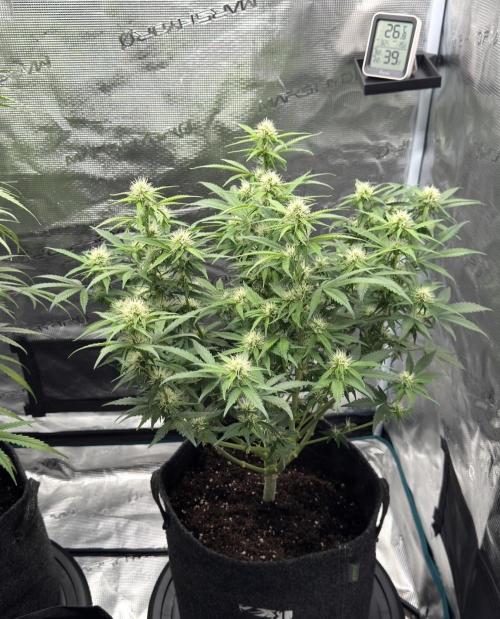 🍋 Haze Barney's Farm. Week 8