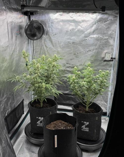 🍋 Haze Barney's Farm. Week 8