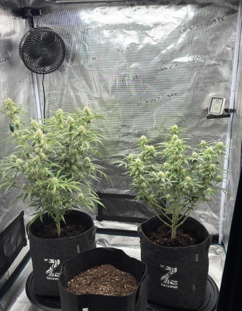 🍋 Haze Barney's Farm. Week 8