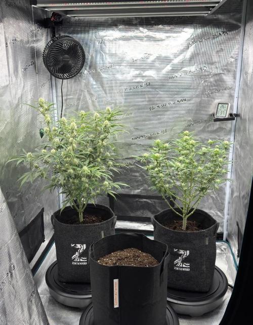 🍋 Haze Barney's Farm. Week 8