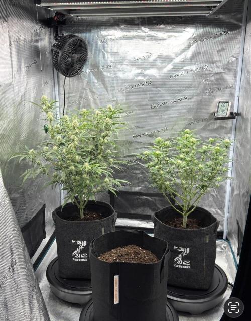 🍋 Haze Barney's Farm. Week 8