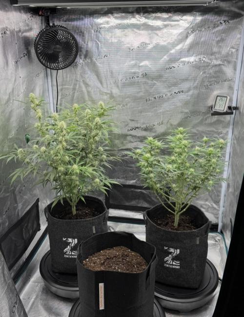 🍋 Haze Barney's Farm. Week 8