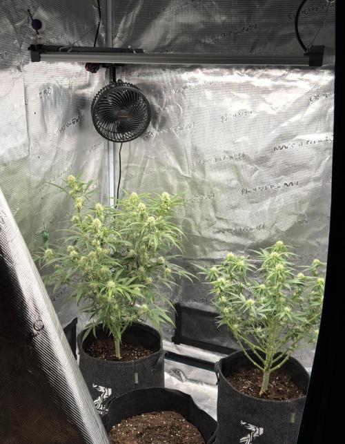 🍋 Haze Barney's Farm. Week 8