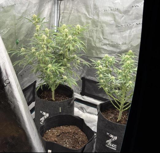 🍋 Haze Barney's Farm. Week 8