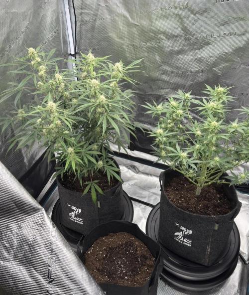 🍋 Haze Barney's Farm. Week 8