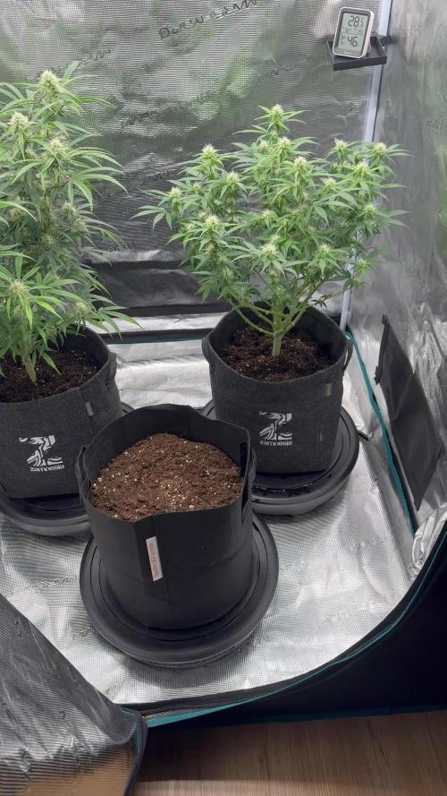 🍋 Haze Barney's Farm