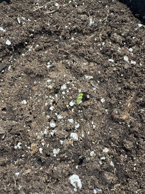 Runtz🍬 ZA Seed's. Week 0