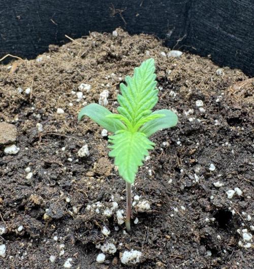 Runtz🍬 ZA Seed's. Week 0