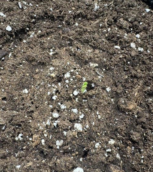 Runtz🍬 ZA Seed's. Week 0