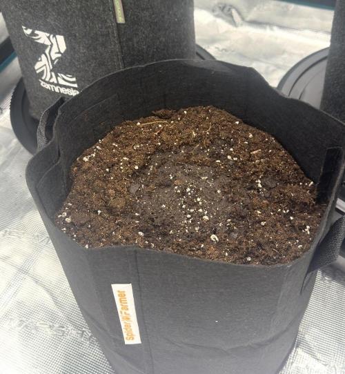 Runtz🍬 ZA Seed's. Week 0