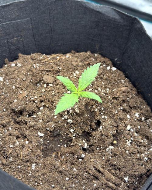 Runtz🍬 ZA Seed's. Week 1