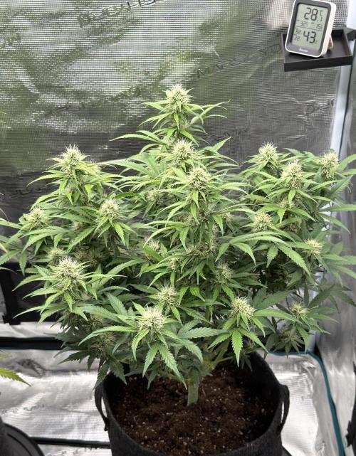 🍋 Haze Barney's Farm. Week 9
