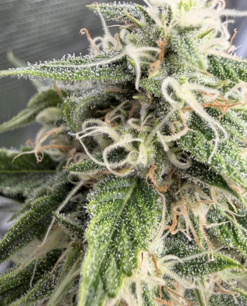 🍋 Haze Barney's Farm. Week 9