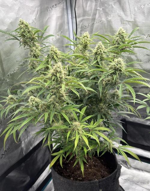 🍋 Haze Barney's Farm. Week 9
