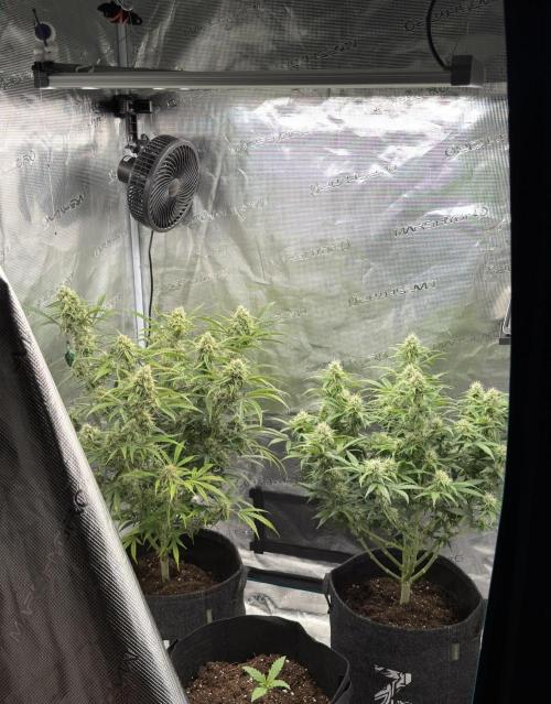 🍋 Haze Barney's Farm. Week 9