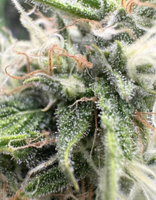 🍋 Haze Barney's Farm. Week 9