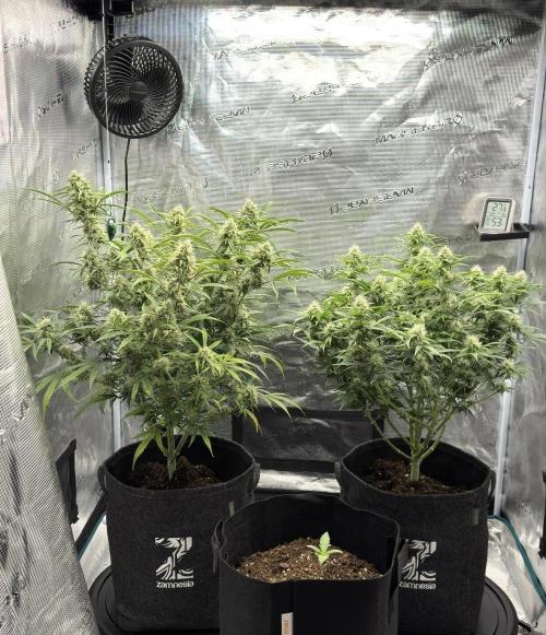 🍋 Haze Barney's Farm. Week 9