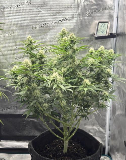 🍋 Haze Barney's Farm. Week 9