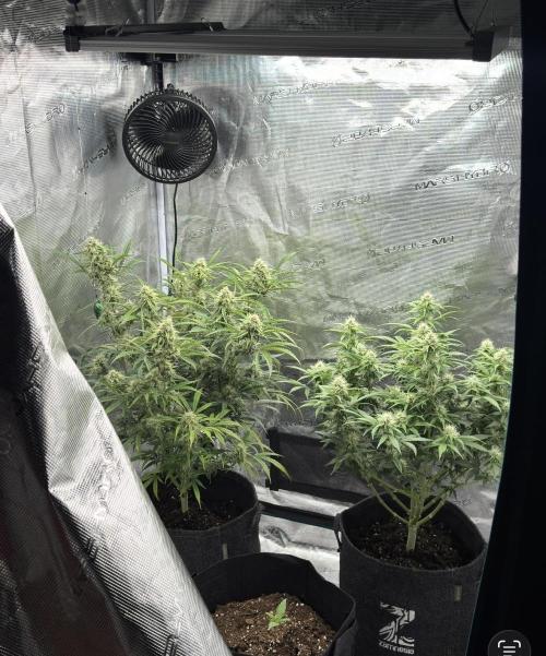 🍋 Haze Barney's Farm. Week 9