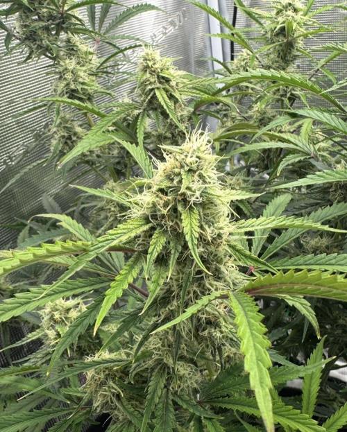 🍋 Haze Barney's Farm. Week 9
