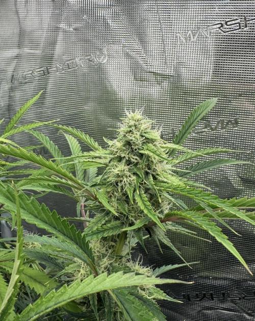 🍋 Haze Barney's Farm. Week 9