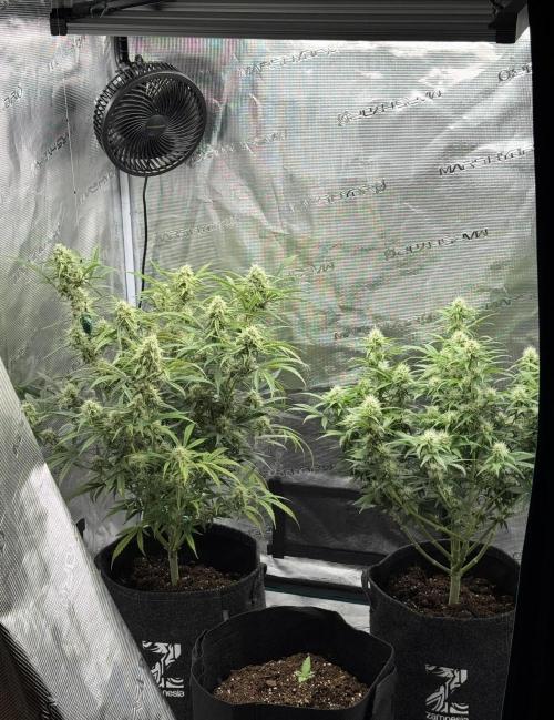 🍋 Haze Barney's Farm. Week 9