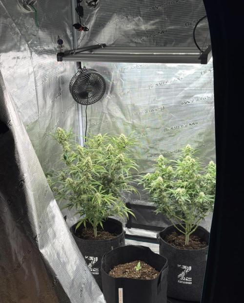 🍋 Haze Barney's Farm. Week 9