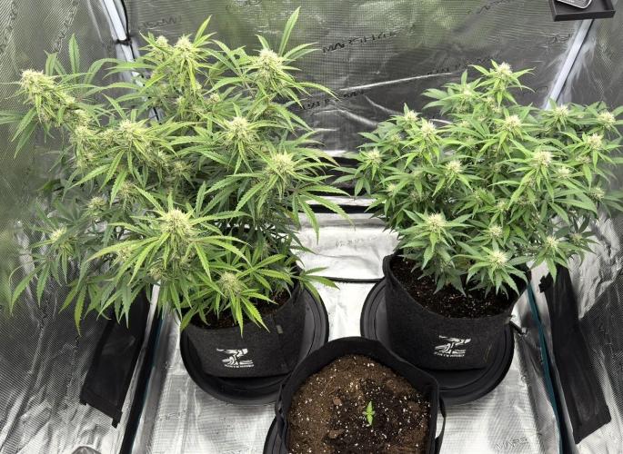 🍋 Haze Barney's Farm. Week 9