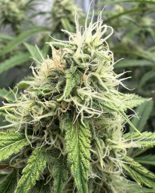 🍋 Haze Barney's Farm. Week 9