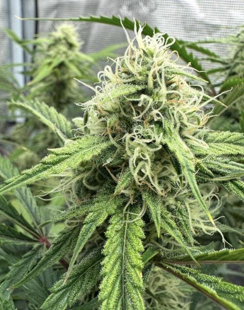 🍋 Haze Barney's Farm. Week 9