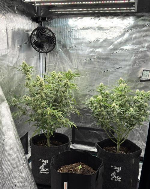 🍋 Haze Barney's Farm. Week 9