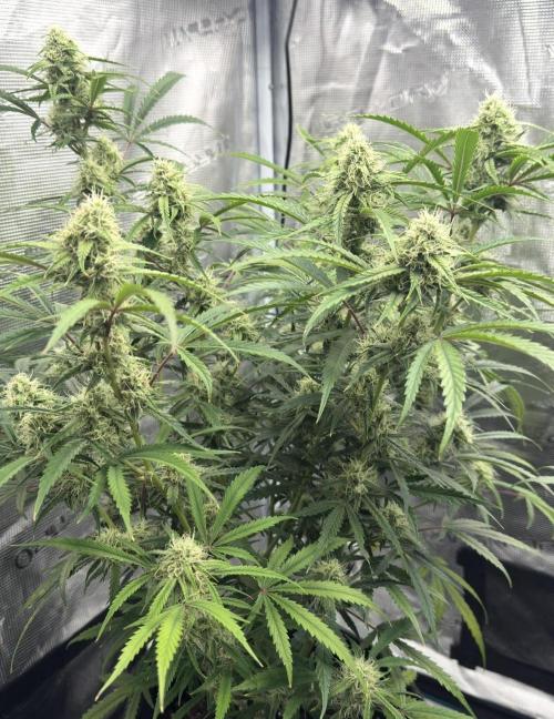 🍋 Haze Barney's Farm. Week 9
