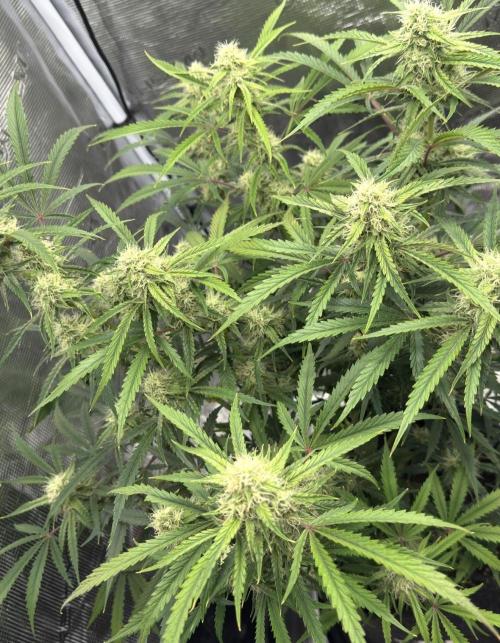 🍋 Haze Barney's Farm. Week 9