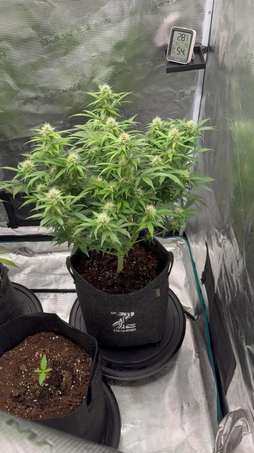 🍋 Haze Barney's Farm