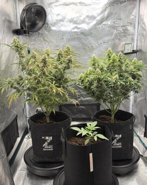 Runtz🍬 ZA Seed's. Week 2