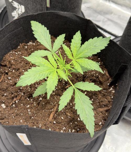 Runtz🍬 ZA Seed's. Week 2