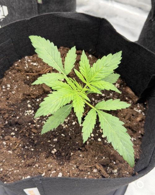 Runtz🍬 ZA Seed's. Week 2