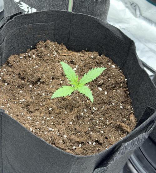Runtz🍬 ZA Seed's. Week 2