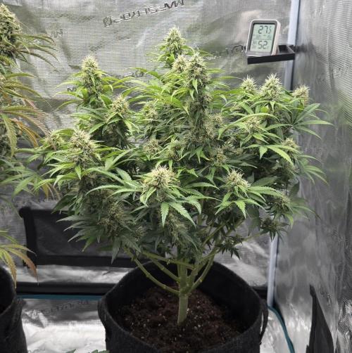 🍋 Haze Barney's Farm. Week 10