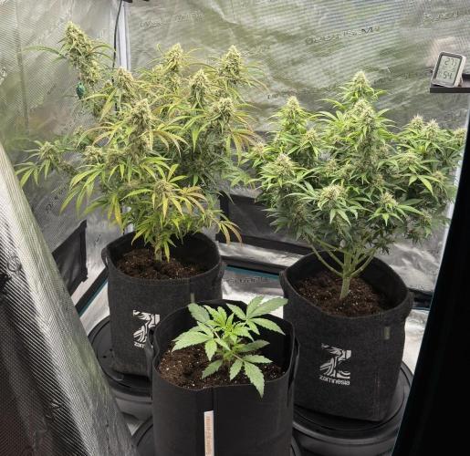 🍋 Haze Barney's Farm. Week 10