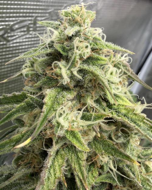 🍋 Haze Barney's Farm. Week 10