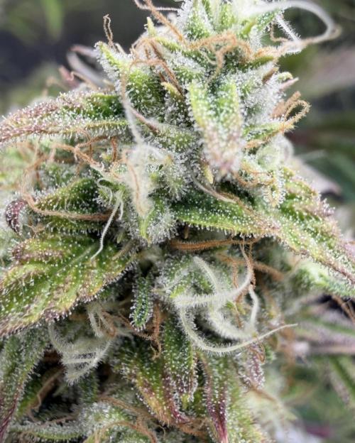 🍋 Haze Barney's Farm. Week 10